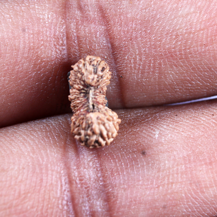23 Mukhi Rudraksha from Indonesia