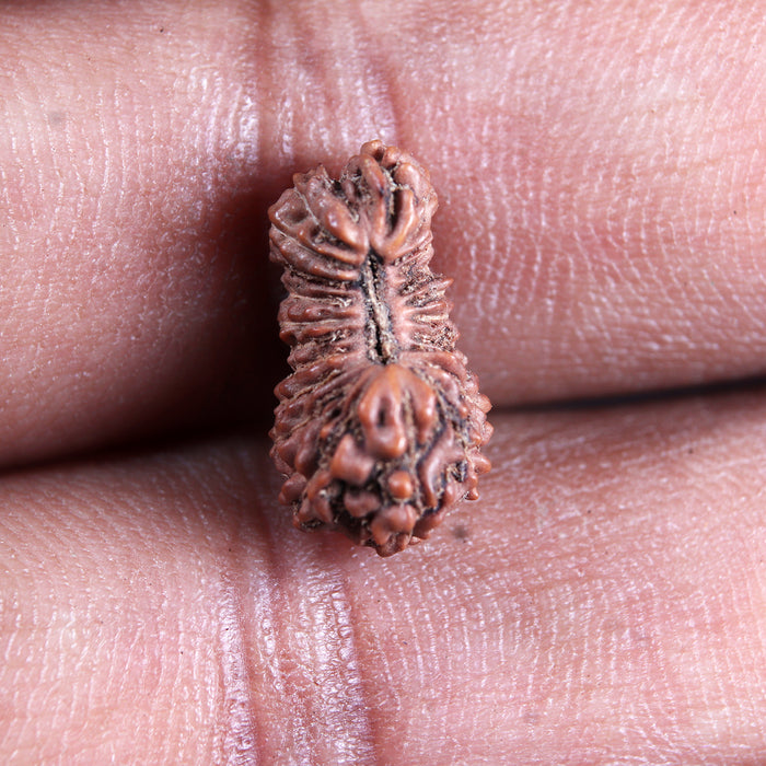 23 Mukhi Rudraksha from Indonesia