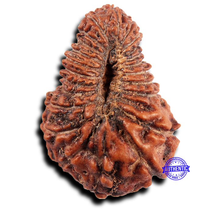 23 Mukhi Rudraksha from Indonesia