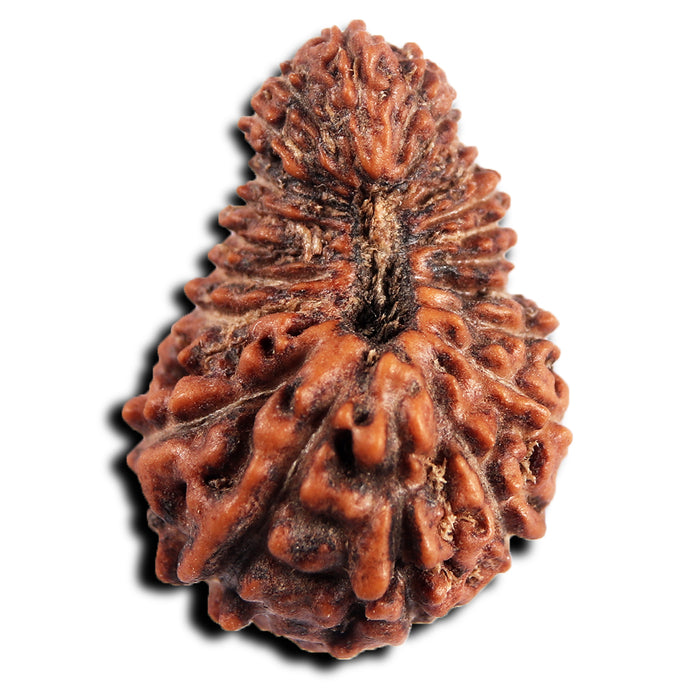 23 Mukhi Rudraksha from Indonesia