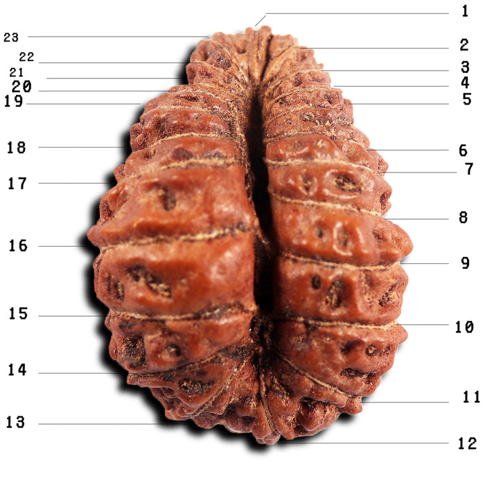 23 Mukhi Rudraksha from Indonesia