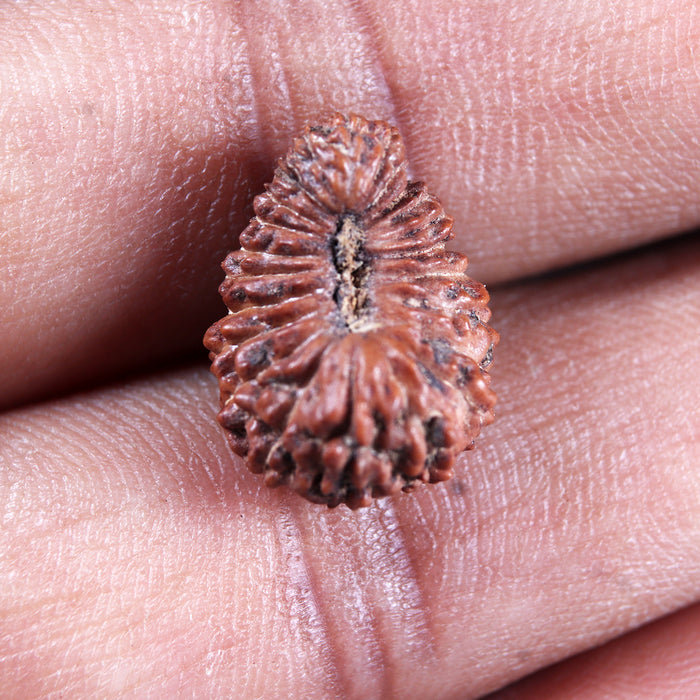 23 Mukhi Rudraksha from Indonesia