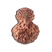 Load image into Gallery viewer, Indonesian Garbh Gauri Rudraksha - Bead No. 24
