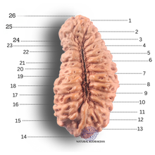Load image into Gallery viewer, 26 Mukhi Rudraksha from Indonesia U
