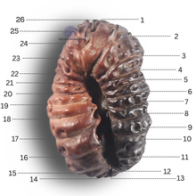 Load image into Gallery viewer, 26 Mukhi Rudraksha from Indonesia V
