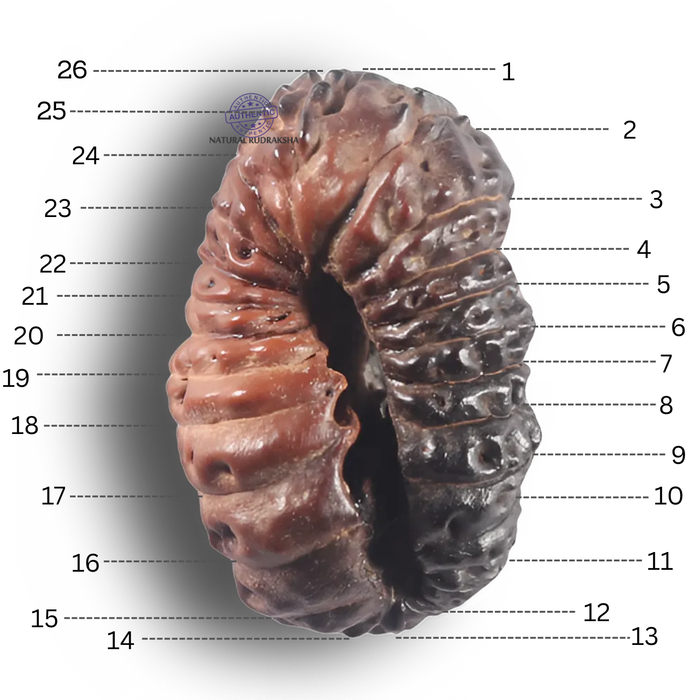 26 Mukhi Rudraksha from Indonesia V