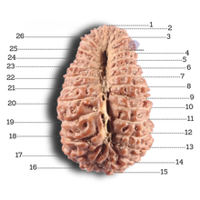 Load image into Gallery viewer, 26 Mukhi Rudraksha from Indonesia X
