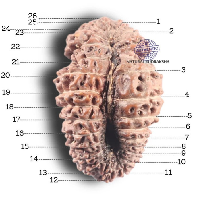 26 Mukhi Gaurishankar Rudraksha from Indonesia W