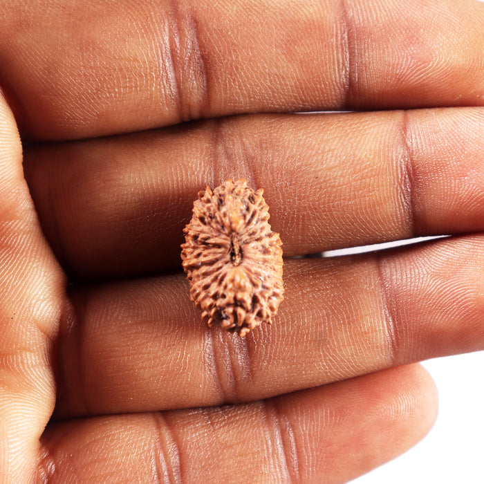 24 Mukhi Rudraksha from Indonesia - Bead No. T