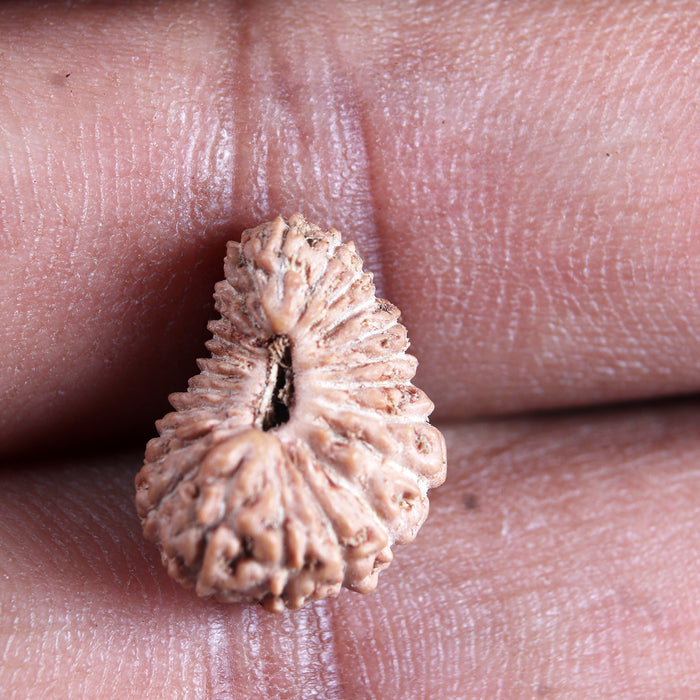 24 Mukhi Rudraksha from Indonesia