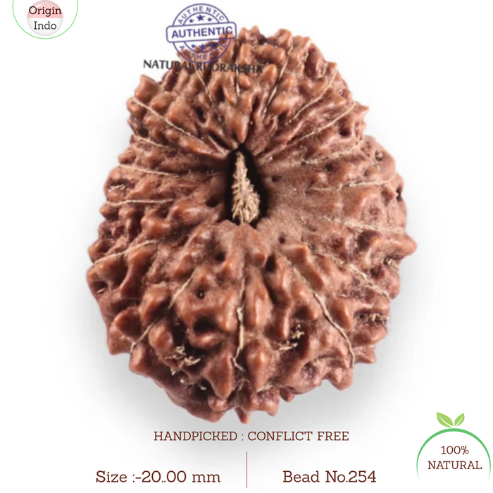 17 Mukhi Rudraksha from Indonesia - Bead No. 254