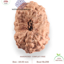 Load image into Gallery viewer, 17 Mukhi Rudraksha from Indonesia - Bead No. 256
