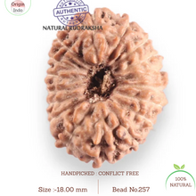 Load image into Gallery viewer, 17 Mukhi Rudraksha from Indonesia - Bead No. 257
