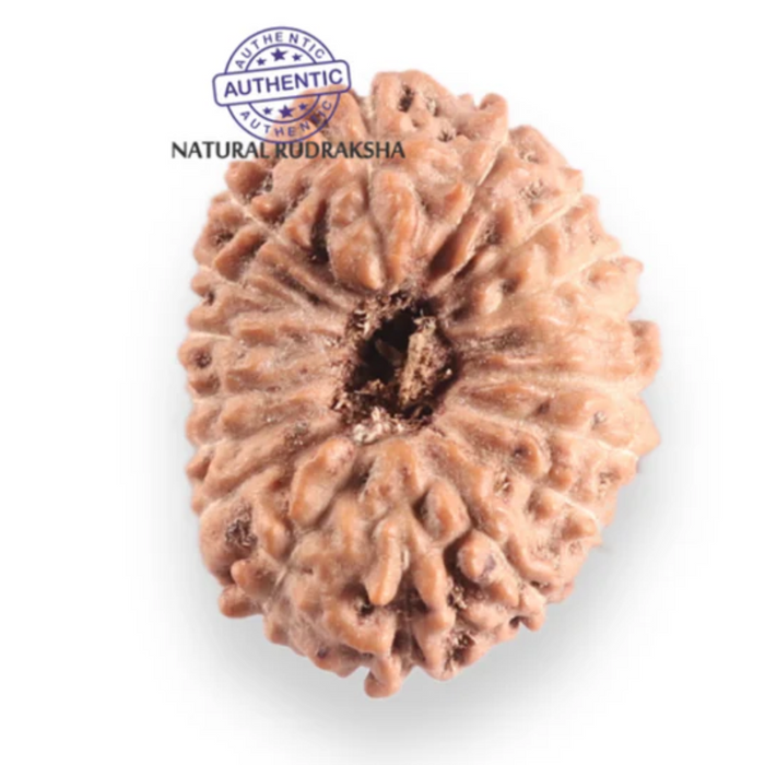 17 Mukhi Rudraksha from Indonesia - Bead No. 257