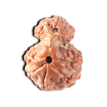 Load image into Gallery viewer, Indonesian Garbh Gauri Rudraksha - Bead No. 25

