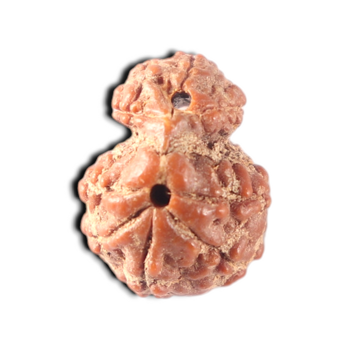 Indonesian Garbh Gauri Rudraksha - Bead No. 25