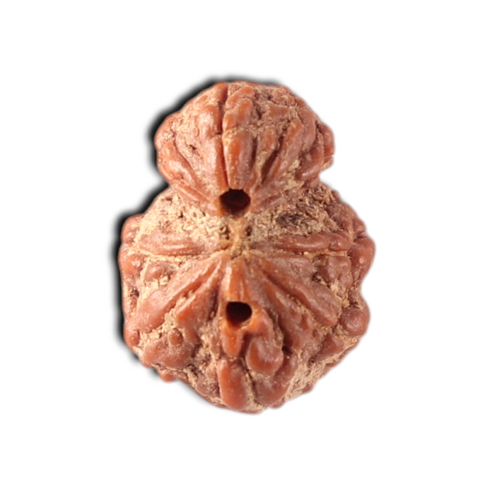 Indonesian Garbh Gauri Rudraksha - Bead No. 25