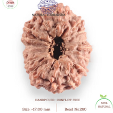 Load image into Gallery viewer, 17 Mukhi Rudraksha from Indonesia - Bead No. 260
