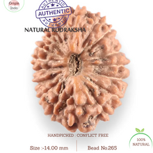 Load image into Gallery viewer, 17 Mukhi Rudraksha from Indonesia - Bead No. 265
