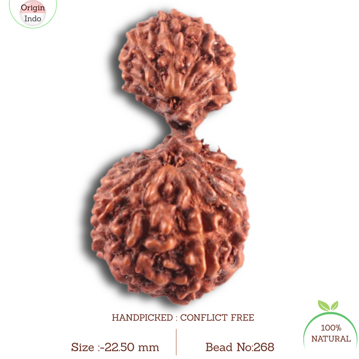 17 Mukhi Gaurishankar Rudraksha from Indonesia - Bead No. 268