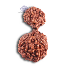 Load image into Gallery viewer, 17 Mukhi Gaurishankar Rudraksha from Indonesia - Bead No. 268
