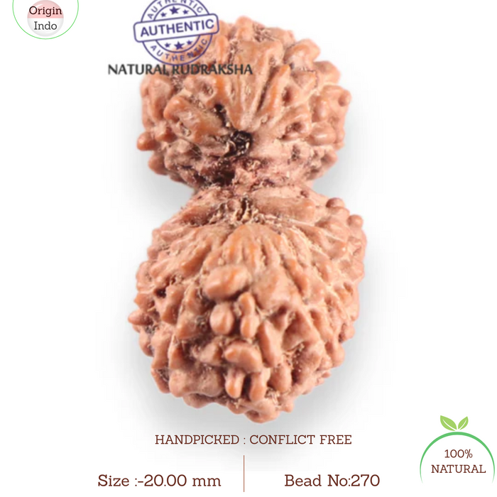 17 Mukhi Gaurishankar Rudraksha from Indonesia - Bead No. 270
