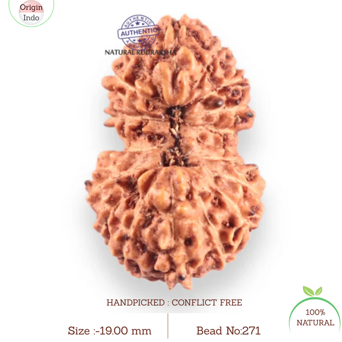 17 Mukhi Gaurishankar Rudraksha from Indonesia - Bead No. 271