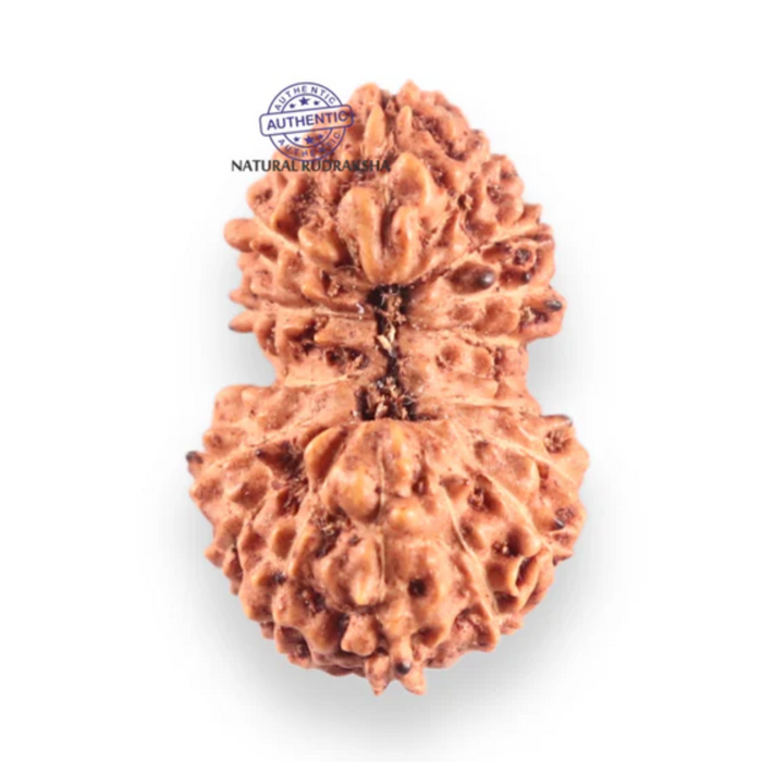17 Mukhi Gaurishankar Rudraksha from Indonesia - Bead No. 271