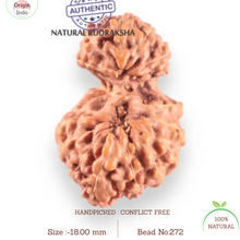 Load image into Gallery viewer, 17 Mukhi Gaurishankar Rudraksha from Indonesia - Bead No. 272
