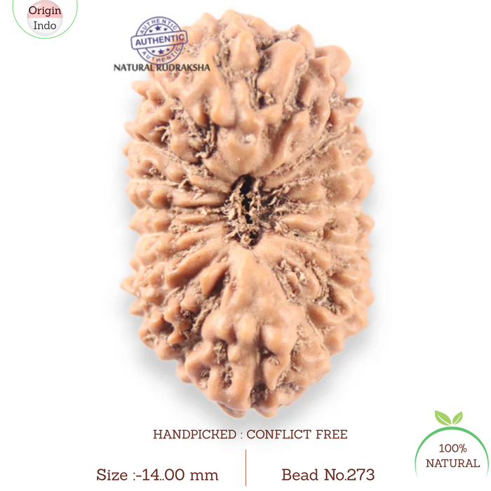 17 Mukhi Rudraksha from Indonesia - Bead No. 273