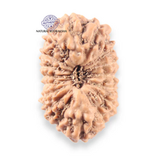 Load image into Gallery viewer, 17 Mukhi Rudraksha from Indonesia - Bead No. 273
