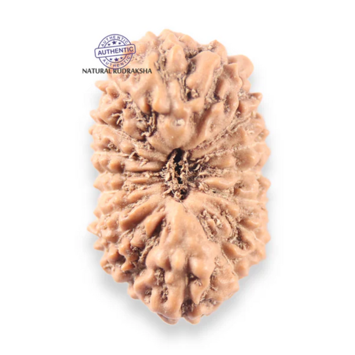 17 Mukhi Rudraksha from Indonesia - Bead No. 273