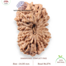 Load image into Gallery viewer, 17 Mukhi Rudraksha from Indonesia - Bead No. 274
