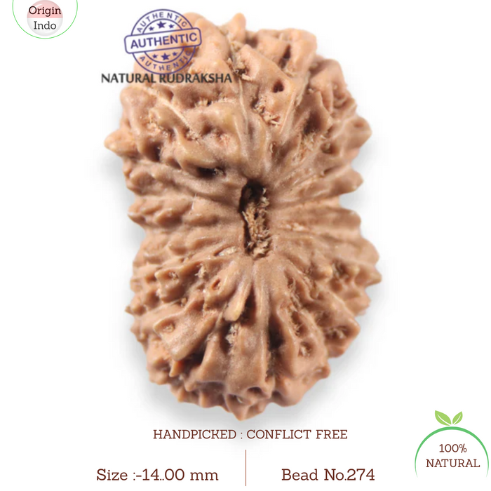 17 Mukhi Rudraksha from Indonesia - Bead No. 274
