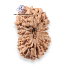 Load image into Gallery viewer, 17 Mukhi Rudraksha from Indonesia - Bead No. 274
