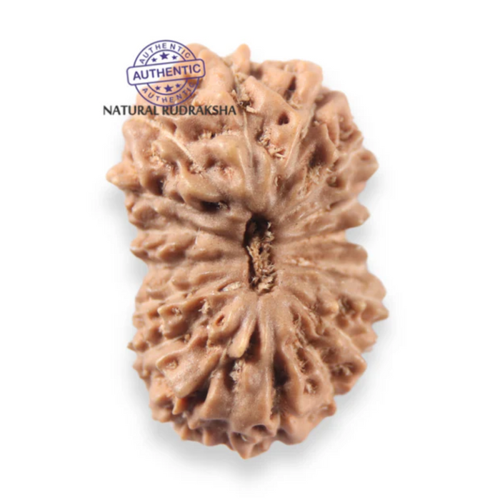 17 Mukhi Rudraksha from Indonesia - Bead No. 274