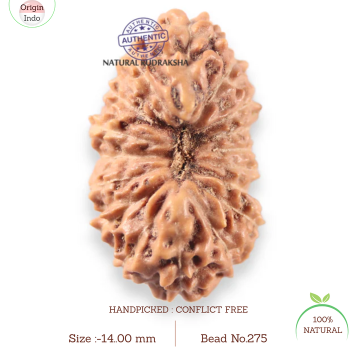 17 Mukhi Rudraksha from Indonesia - Bead No. 275