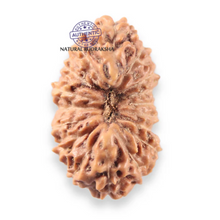 Load image into Gallery viewer, 17 Mukhi Rudraksha from Indonesia - Bead No. 275
