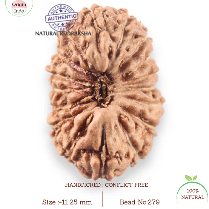 17 Mukhi Rudraksha from Indonesia - Bead No. 279