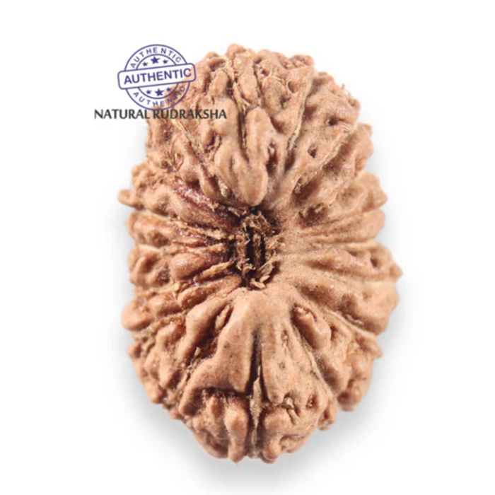 17 Mukhi Rudraksha from Indonesia - Bead No. 279
