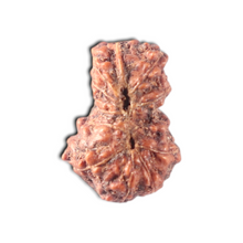 Load image into Gallery viewer, Indonesian Garbh Gauri Rudraksha - Bead No. 27
