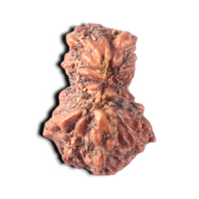 Load image into Gallery viewer, Indonesian Garbh Gauri Rudraksha - Bead No. 27

