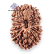 Load image into Gallery viewer, 17 Mukhi Rudraksha from Indonesia - Bead No. 280
