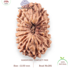Load image into Gallery viewer, 17 Mukhi Rudraksha from Indonesia - Bead No. 281
