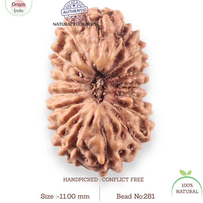 17 Mukhi Rudraksha from Indonesia - Bead No. 281
