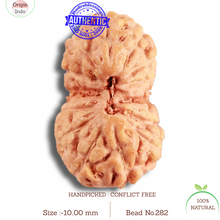 Load image into Gallery viewer, 14 mukhi Indonesian Rudraksha -  Bead No. 282
