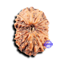Load image into Gallery viewer, 14 mukhi Indonesian Rudraksha -  Bead No. 297
