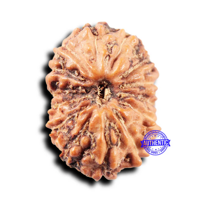 14 mukhi Indonesian Rudraksha -  Bead No. 297