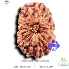 Load image into Gallery viewer, 14 mukhi Indonesian Rudraksha -  Bead No. 299
