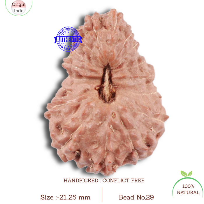 17 Mukhi Rudraksha from Indonesia - Bead No. 29